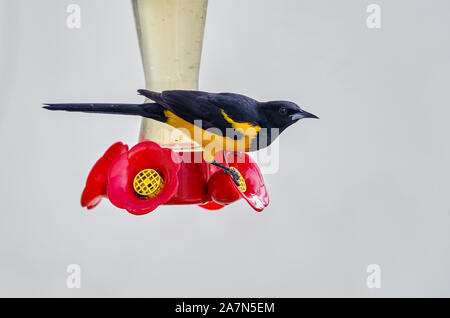 Schwarz-belüftete Oriole (Ikterus wagleri) auf einem kolibrizufuhr, Ajijic, Jalisco, Mexiko Stockfoto