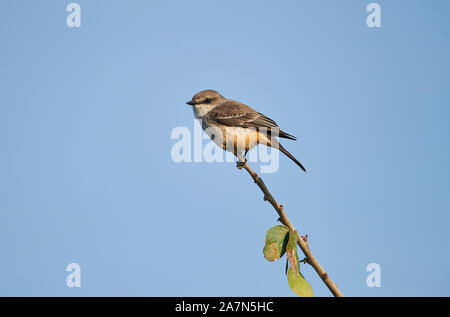 Zinnoberrot Schopftyrann (Pyrocephalus rubinus) Weibliche in einem Baum gehockt, Ajijic, Jalisco, Mexiko Stockfoto