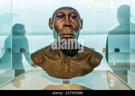 Peking Mann, Brust und Kopf Wiederaufbau, Homo erectus Pekinensis, Naturhistorisches Museum Basel, Schweiz ausgestellt. Stockfoto