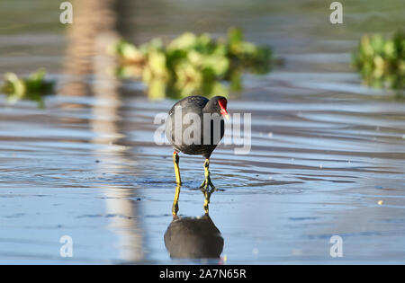 (Common Gallinule Gallinula galeata) auf der Suche nach Nahrung entlang des Lago de Chapala, Jocotopec, Jalisco, Mexiko Stockfoto