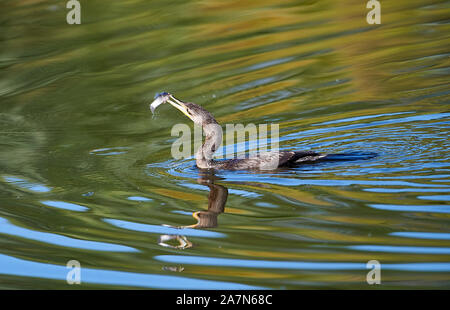 Neotropis Kormoran (Phalacrocorax brasilianus) Fütterung auf ein Fisch der Chapala See, Jocotopec, Jalisco, Mexiko Stockfoto