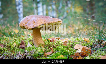 Ein Porcini-pilzen (Boletus edulis) im Herbst im Wald Stockfoto