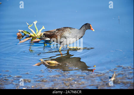 (Common Gallinule Gallinula galeata) auf der Suche nach Nahrung entlang des Lago de Chapala, Jocotopec, Jalisco, Mexiko Stockfoto