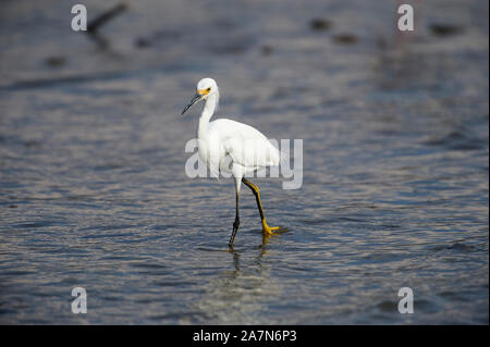 Snowy Egret (Egretta thula) Nahrungssuche entlang der Chapala See, Ajijic, Jalisco, Mexiko Stockfoto