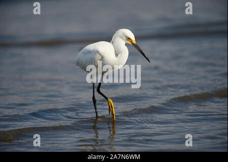 Snowy Egret (Egretta thula) Nahrungssuche entlang der Chapala See, Ajijic, Jalisco, Mexiko Stockfoto
