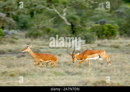 Eines männlichen Impala auf der Jagd nach einem weiblichen im offenen Grasland, Querformat, Ol Pejeta Conservancy, Laikipia, Kenia, Afrika Stockfoto