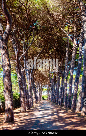 Lange gewölbte Pinien Gasse Gehweg in der natürlichen Forest Park in der Nähe der Tenda Gialla Strand, Orbetello, Provinz Grosseto, Italien Stockfoto