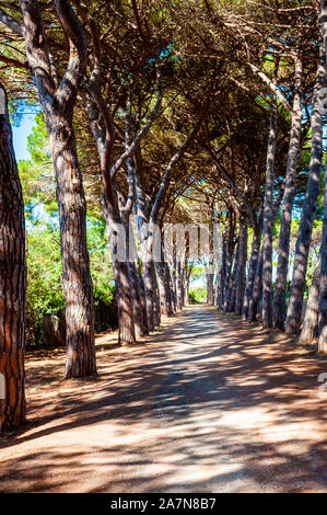 Lange gewölbte Pinien Gasse Gehweg in der natürlichen Forest Park in der Nähe der Tenda Gialla Strand, Orbetello, Provinz Grosseto, Italien Stockfoto