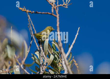 Findige Orange gekrönt Warbler Vogel thront ein Top der höchste Baum in der Mündung auf der Suche nach Bugs unter die Blätter zu essen. Stockfoto