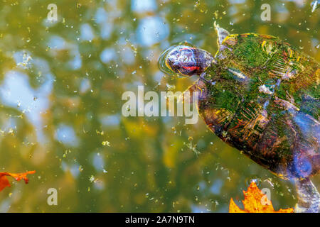 Close-up von Schildkröten schwimmen in einem Teich. Bild Stockfoto