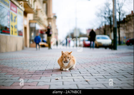Ingwer Katze mit Halsband liegen alleine auf der Straße. Stockfoto