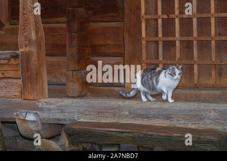 Drei Farben schöne Katze. Niedliche graue Katze sitzt auf einer Holzbank draussen. eine graue Katze sitzt auf einer Holzbank in der Nähe des Hauses. Stockfoto