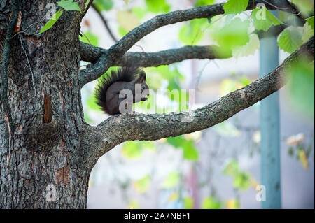 Süße braune Eichhörnchen sitzen und essen Mutter auf dem Baum bbranch. Stockfoto