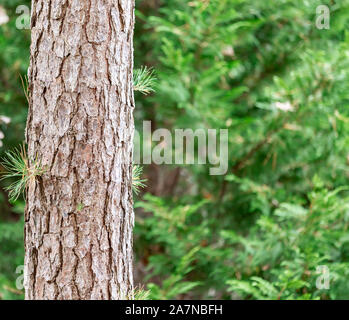 Detail Bild einer Kiefer in East Hampton, New York Stockfoto