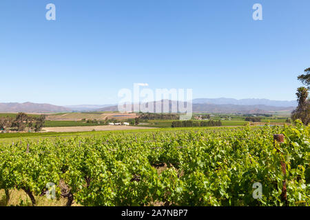 Weinberge in der Robertson Valley, Western Cape Town, Südafrika im Frühjahr mit Blick auf die Riviersonderend Bergen Stockfoto