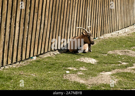 Eine Ziege liegt in der Nähe von einem Holzzaun auf grünem Gras. Haustiere. Blick auf einer Ziege liegend im Gras. Stockfoto