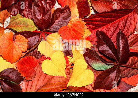 Bunte und helle Hintergrund gemacht von gefallenen Herbst Blätter Stockfoto