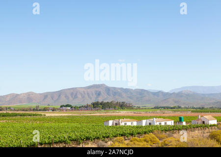 Weinberge in der Robertson Valley, Breede River Valley, Western Cape Town, Südafrika im Frühjahr. Blick auf den Riviersonderend Bergen Stockfoto