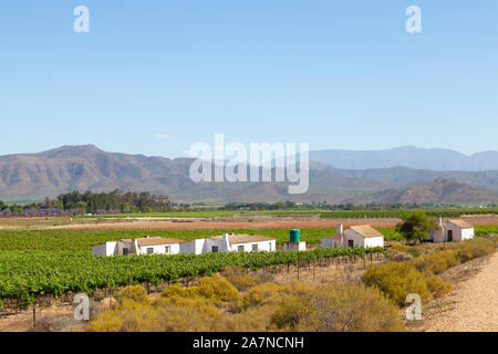 Weinberge in der Robertson Valley, Western Cape Town, Südafrika im Frühjahr. Riviersonderend Bergen mit Landarbeitern cottages Stockfoto