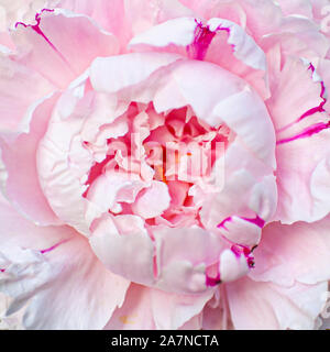 Upclose rosa Pfingstrose Blüte Stockfoto