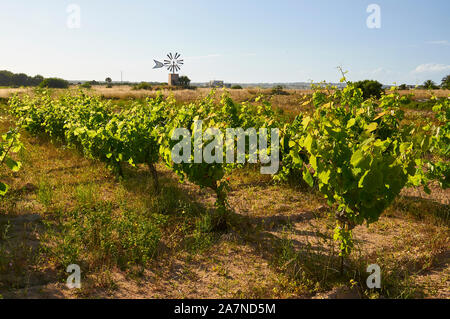 Traditionelle Weinbau in einer wachsenden Wein Weinreben (Vitis vinifera) Weinberg mit einer Windmühle in der Rückseite (Formentera, Balearen, Spanien) Stockfoto