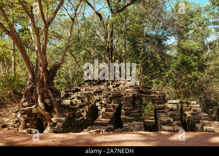 Bäume wachsen durch Steine im Tempel Angkor Wat in Kambodscha Stockfoto