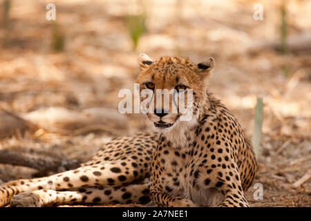 Single cheetah liegt im Schatten, Ruaha Nationalpark, Tansania. Stockfoto