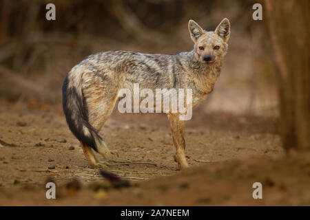 Seite - gestreifte Schakal-Canis adustus Arten der Schakal, beheimatet in der Region des östlichen und südlichen Afrika, vor allem wohnt in Wäldern und Gebüschen Bereiche, die im Zusammenhang mit Stockfoto