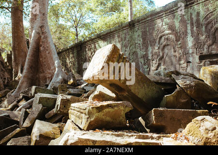 Bäume wachsen durch Steine im Tempel Angkor Wat in Kambodscha Stockfoto