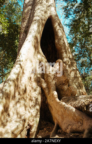 Bäume wachsen durch Steine im Tempel Angkor Wat in Kambodscha Stockfoto