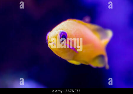 Leuchtend gelb und Rosa in der Nähe von Blue eyed Anthias tropische Fische im Aquarium. Stockfoto