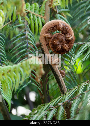 Wachsende, uncurling Wedel von Neuseeland Silver Fern, Ponga, punga oder wheki - Ponga, ländliche Auckland, Neuseeland Stockfoto