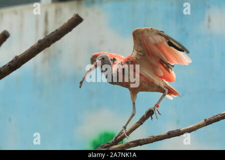 Gefährdete Vögel scarlet ibis Hotel in Zhengzhou City Zoo in Zhengzhou City entspannen, das Zentrale China Provinz Henan, 22. August 2019. Stockfoto