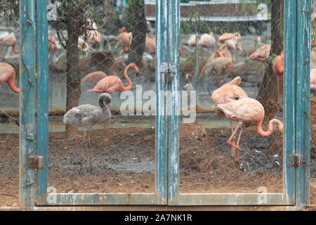 Gefährdete Vögel scarlet ibis Hotel in Zhengzhou City Zoo in Zhengzhou City entspannen, das Zentrale China Provinz Henan, 22. August 2019. Stockfoto