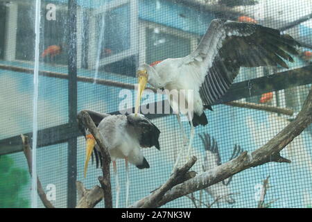 Gefährdete Vögel yellow-billed Störche stehen auf der Niederlassungen in Zhengzhou City Zoo in Zhengzhou City, Central China Provinz Henan, 22. August 2019. Stockfoto