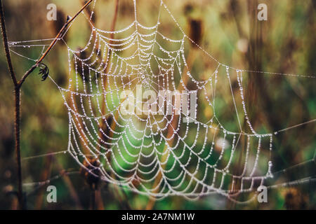 Spinnennetz mit Tautropfen am Morgen, close-up. Stockfoto