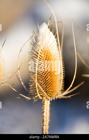 Tot thistle Köpfe im Winter mit Schnee bedeckt Stockfoto