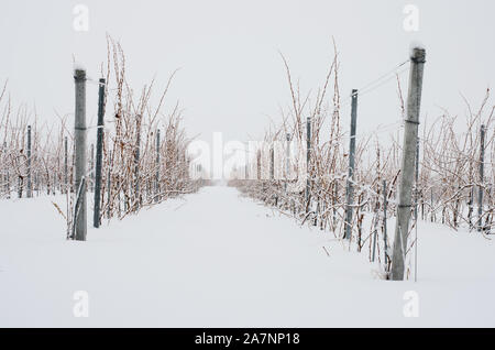 Schneebedeckten Weinberg im Winter an einem Tag mit Nebel Stockfoto