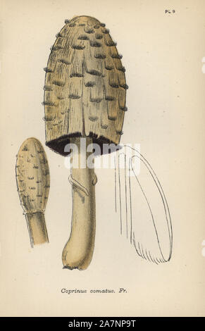 Maned agaric, Coprinus comatus. Chromolithograph für eine Illustration von Mordecai Cubitt Cooke von "schlicht und einfach der Britischen Pilze, "Robert Hardwicke, London 1862. Cooke (1825-1914) war ein englischer Botaniker und Mykologe, der Indien Museum und dem Botanischen Garten in Kew gearbeitet. Stockfoto