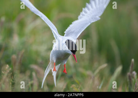 Küstenseeschwalbe (Sterna Paradisaea), sind überwiegend Grau und Weiß plumaged, mit Rot/orangish Schnabel und Füße, weiße Stirn, einem schwarzen Nacken und Krone. Stockfoto