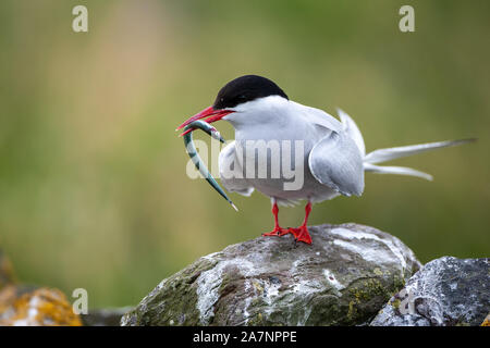 Küstenseeschwalbe (Sterna Paradisaea), sind überwiegend Grau und Weiß plumaged, mit Rot/orangish Schnabel und Füße, weiße Stirn, einem schwarzen Nacken und Krone. Stockfoto