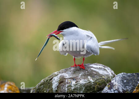 Küstenseeschwalbe (Sterna Paradisaea), sind überwiegend Grau und Weiß plumaged, mit Rot/orangish Schnabel und Füße, weiße Stirn, einem schwarzen Nacken und Krone. Stockfoto