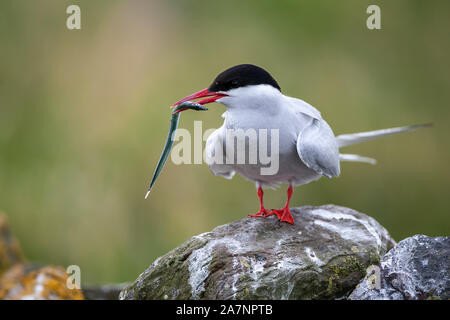 Küstenseeschwalbe (Sterna Paradisaea), sind überwiegend Grau und Weiß plumaged, mit Rot/orangish Schnabel und Füße, weiße Stirn, einem schwarzen Nacken und Krone. Stockfoto