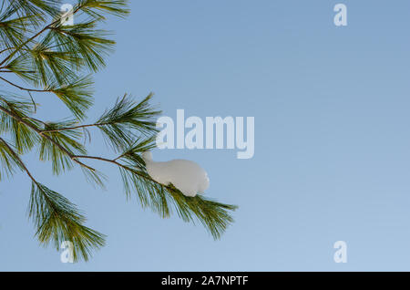 Kiefer Zweig mit Schnee againts blauen Himmel an einem sonnigen Tag abgedeckt Stockfoto