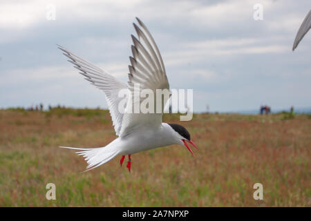 Küstenseeschwalbe (Sterna Paradisaea), sind überwiegend Grau und Weiß plumaged, mit Rot/orangish Schnabel und Füße, weiße Stirn, einem schwarzen Nacken und Krone. Stockfoto