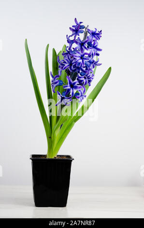 Natürliche Hyazinthe Werk in Kunststoff Töpfe auf weißer Tisch. Stockfoto