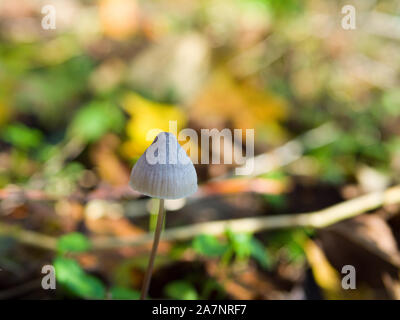 Liberty Cap Pilze (Psilocybe semilanceata) auch als Magic Mushroom, Northamptonshire, England bekannt Stockfoto