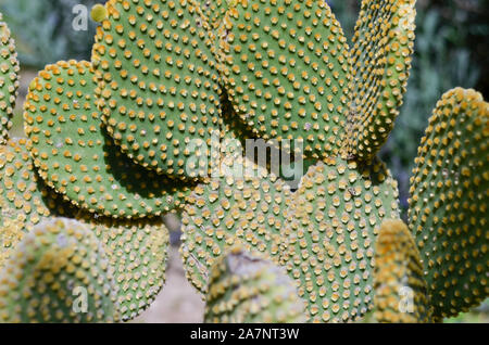 In der Nähe der östlichen Feigenkakteen in der Wüste. Stockfoto