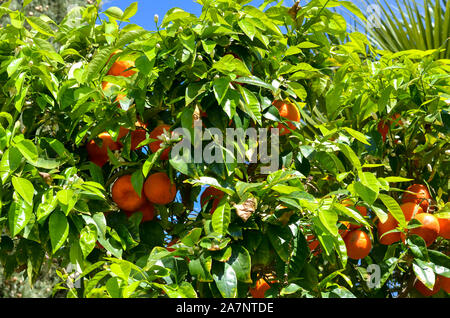 Orangen gereift in einem Baum gegen den blauen Himmel. Stockfoto