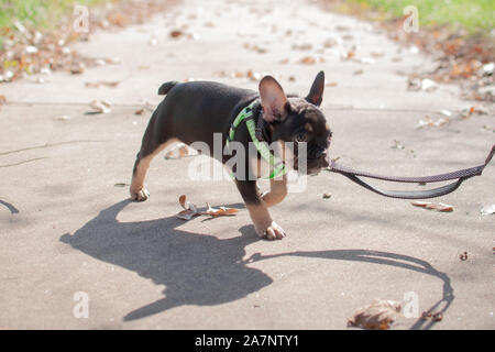 Schwarz und tan Französische Bulldogge Stockfoto
